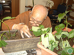 室内で植木の手入れ